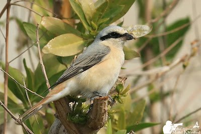 Cendet - Red-tailed Shrike (Lanius phoenicuroides) Kuwait